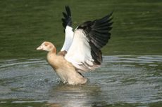 Junge-Nilgans-032.jpg